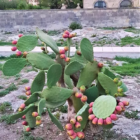 Masseria Specchiulla בית נופש אוטרנטו